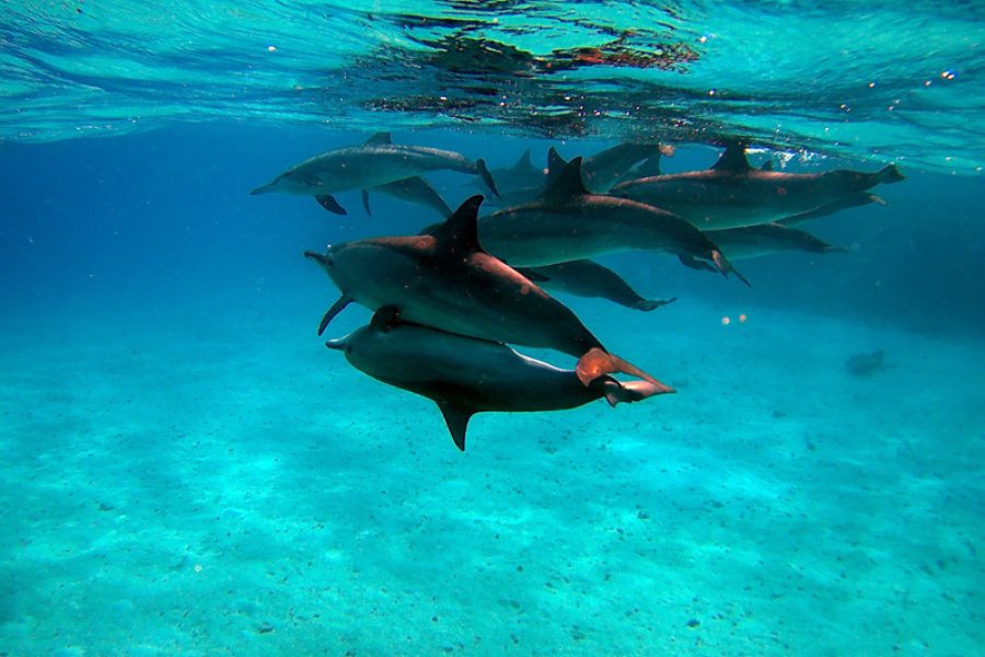 Marsa Alam:Sataya Reefs Dolphin Snorkeling with Lunch