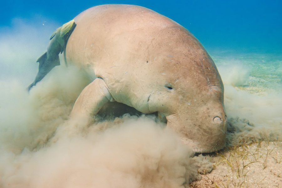 Marsa Mubarak Boat Trip with Turtles and Dugongs From Port Ghalib