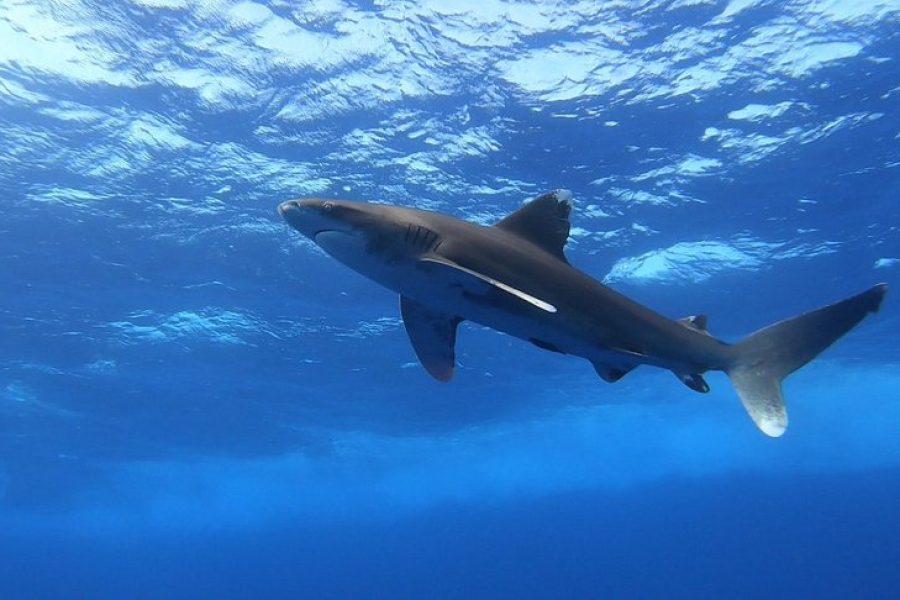 Elphinstone Reef in Marsa Alam